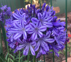 Buccaneer™ Agapanthus, Lily of the Nile (Two-toned Blue-Purple, Repeat Flowering), Agapanthus x 'AMDB002'
